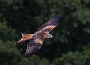 RedKite 29